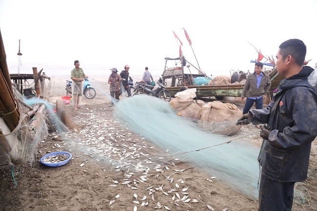 Nghe An: Dau nam keo “loc bien” nguoi dan kiem tien trieu moi ngay-Hinh-3