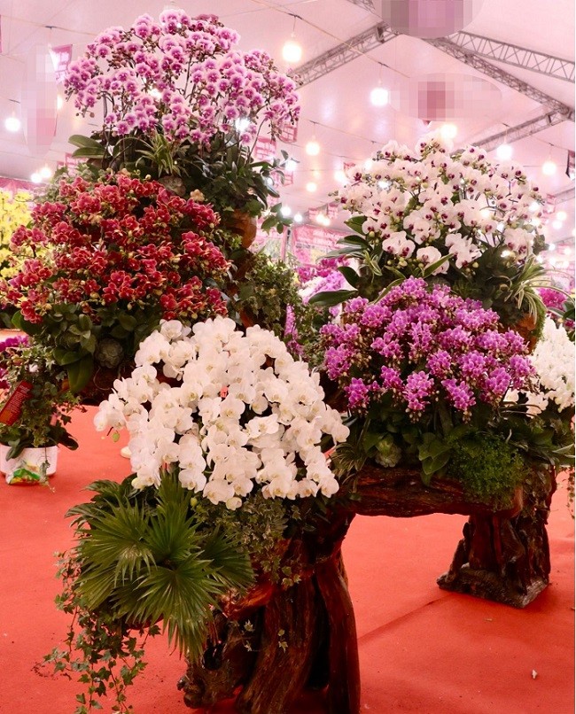 View - 	Lan hồ điệp khoe sắc đón Xuân ngập phố Hà Nội