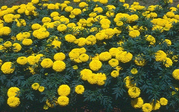 Great Health Benefits of Marigold Flowers