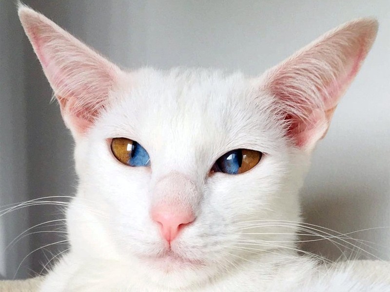 Mèo mắt 2 màu tâm linh có ý nghĩa gì trong văn hóa dân gian?
