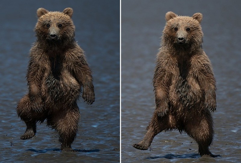 Gấu con nhảy nhót vũ điệu rừng rậm "dọa" nhiếp ảnh gia