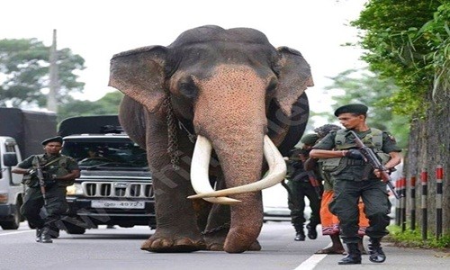 Choáng đội quân vũ trang "khủng" bảo vệ voi cao nhất Sri Lanka