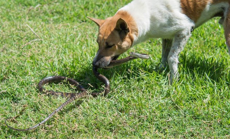 Kinh hãi chó trung thành bị rắn độc cắn chết vì cứu chủ