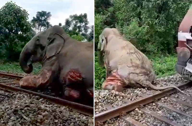 Băng qua đường sắt, voi khổng lồ bỏ mạng đau thương