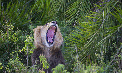 Hài hước sư tử “cười đểu” khi nhiếp ảnh gia chụp trộm