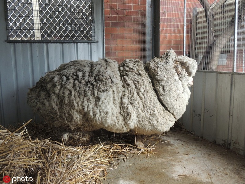 Chú cừu nổi tiếng nặng nhất thế giới chết gây tiếc thương