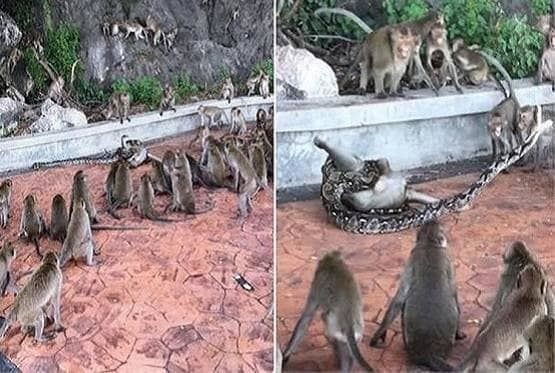 Trăn săn giết khỉ con "bạo lực" và hành động bất ngờ của cả đàn...