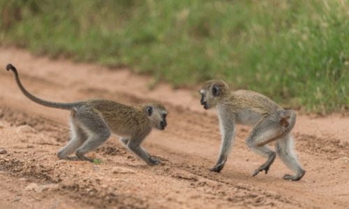Khỉ đuôi dài vị thành niên đánh chiến cực "gắt" giữa đường