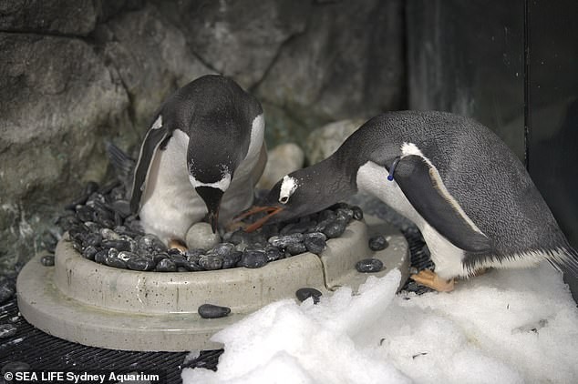 "Mát tay" nuôi con, cặp chim cánh cụt đồng tính lại được "nhờ"