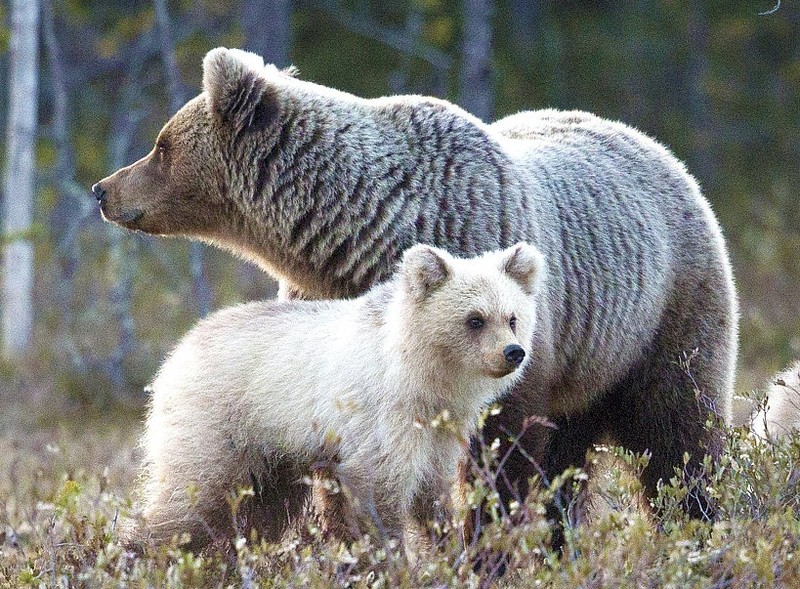 Lạ lùng gấu trắng cực hiếm như con lai gấu Bắc cực và gấu nâu
