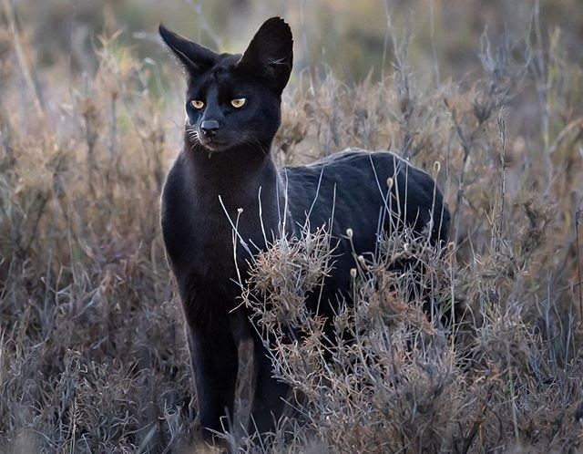 Sự thực mèo đen huyền thoại châu Phi xuất hiện quyến rũ
