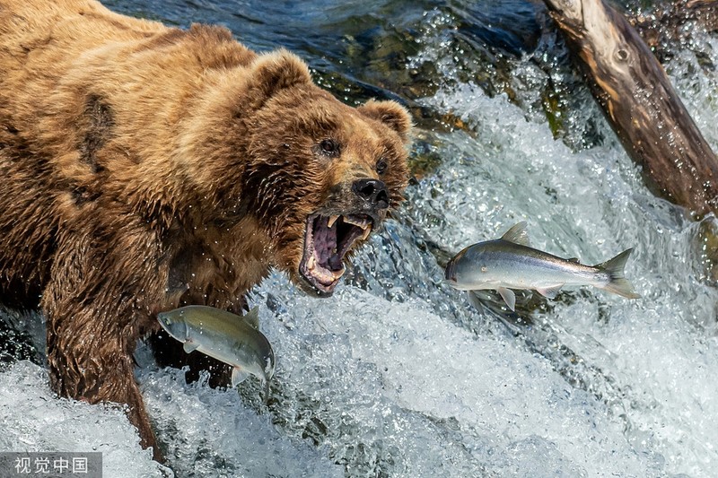 Gấu nâu hoang dã phấn khích tột độ khi vào mùa cá hồi