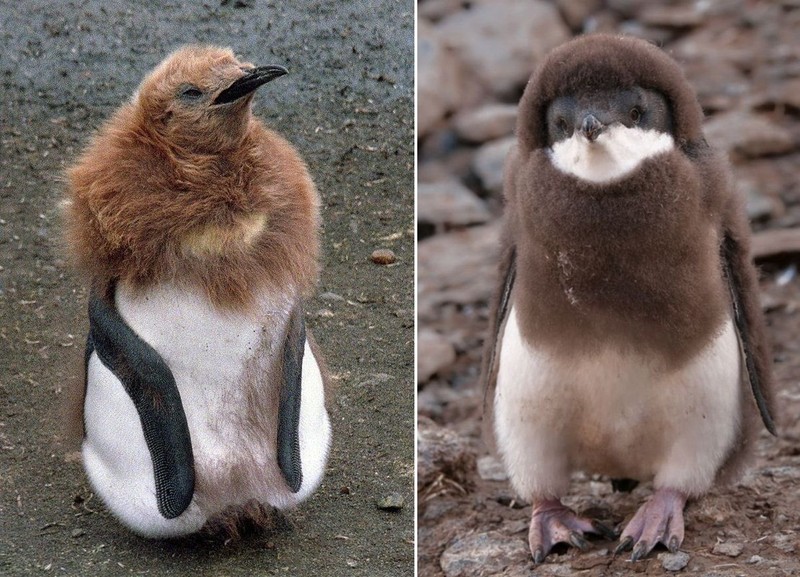 Bộ mặt khác lạ của chim cánh cụt khiến ai cũng ngỡ ngàng