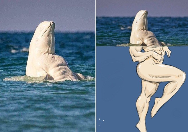 Cá voi trắng beluga "cơ bắp" gây náo loạn, khiến người phát cuồng