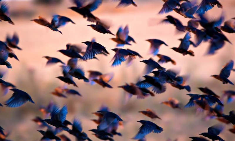 Cái chết thảm khốc của 300 con chim và bí ẩn gây tò mò