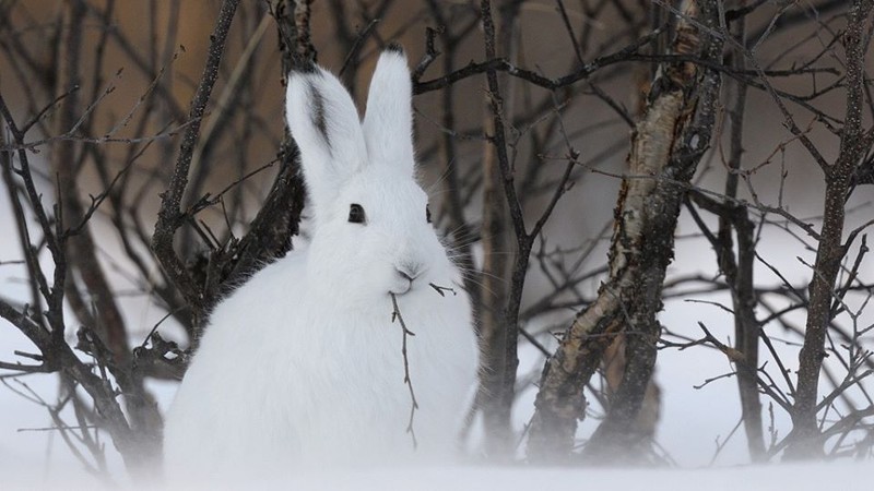Loài thỏ kỳ lạ thấy lạnh sẽ chui vào tuyết... cho ấm
