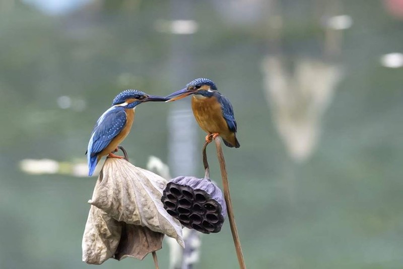 Phát hành bộ tem bưu chính góp phần bảo tồn loài chim bói cá | baotintuc.vn