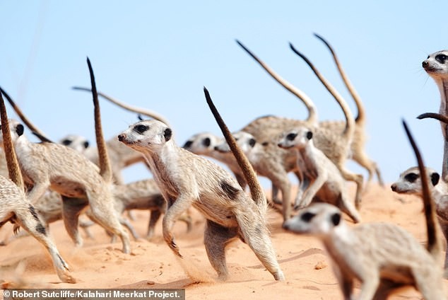 Cầy meerkat tưởng dễ thương, gây "choáng" với vũ điệu tử thần