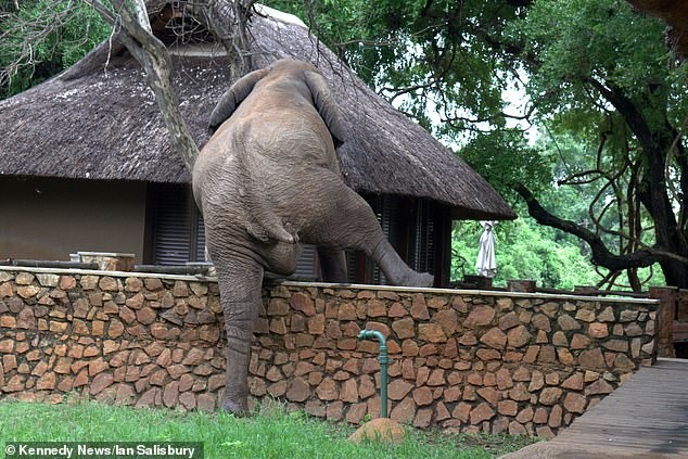 Lén trèo tường ăn cắp xoài, voi khổng lồ bị "bắt" tại trận