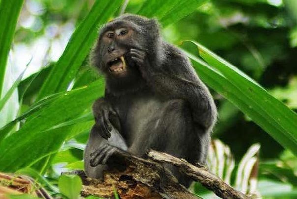 Khám phá loài khỉ chuyên nhặt lông chim để xỉa răng
