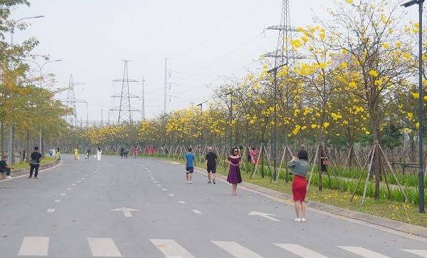 Ruc ro sac vang duong hoa phong linh tai Ha Noi