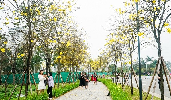 View - 	 “Phát sốt” với con đường hoa phong linh vàng rực ở Hà Nội