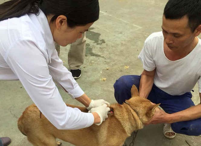 Tỷ lệ tiêm vắc xin trên đàn chó, mèo ở mức thấp là nguy cơ phát sinh bệnh dại /// Ảnh: Phan Hậu