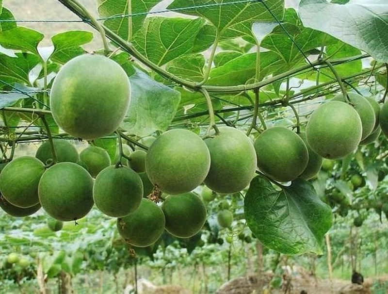 khàn tiếng