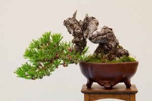 Bón phân cho cây bonsai là việc làm không dễ, cần sự nghiên cứu và đầu óc tỉ mỉ