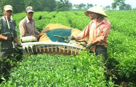 Cây chè ngon thường ở vùng mát mẻ