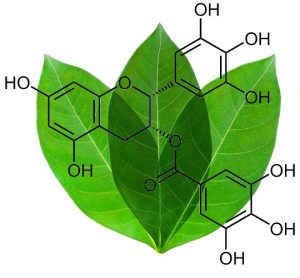 Chất chống oxy hóa trong trà xanh