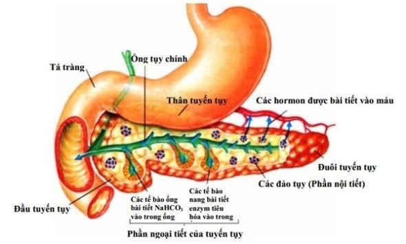 sán lá tụy