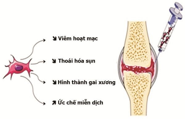 te-bao-goc-tuy-xuong-tri-dau-xuong-khop.jpg