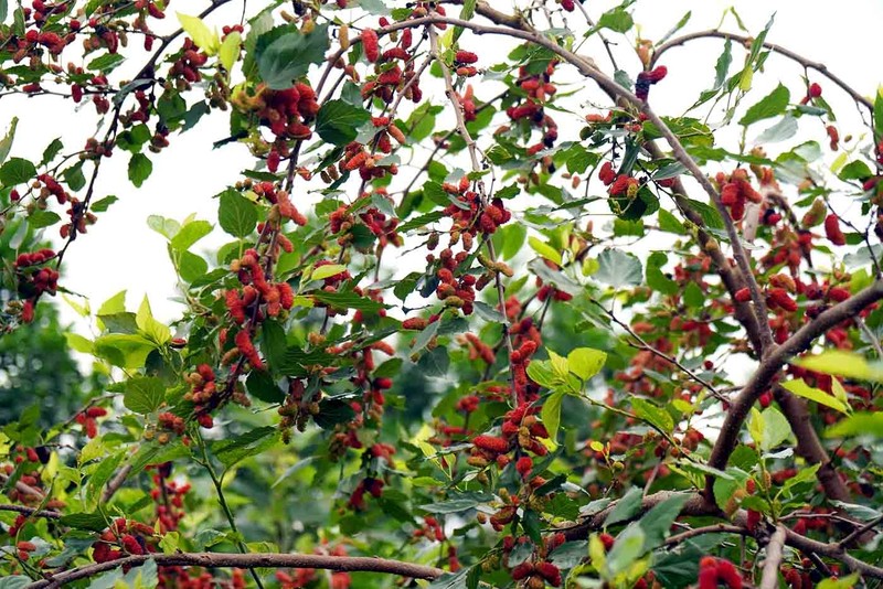 5 loai cay mang am khi nang, tieu tan cua cai khong nen trong-Hinh-6