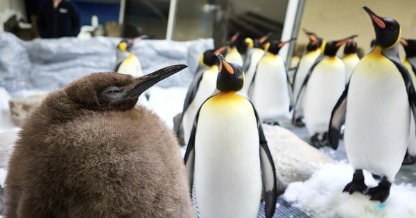 Fat penguin becomes social media star