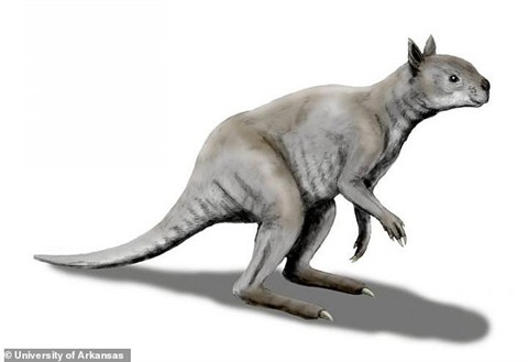 Loài Kangaroo mặt ngắn tũn, to lớn dị thường