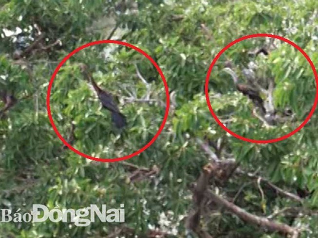 Sửng sốt phát hiện đàn chim cổ rắn quý hiếm tại Đồng Nai