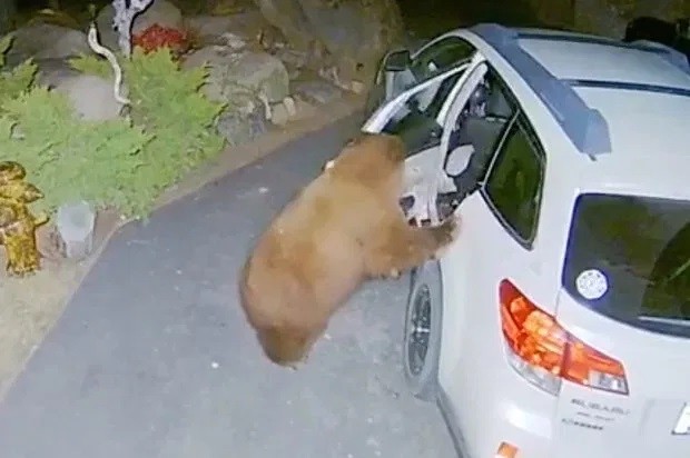 Gấu mở cửa ô tô, trèo vào trong làm hành động bất ngờ