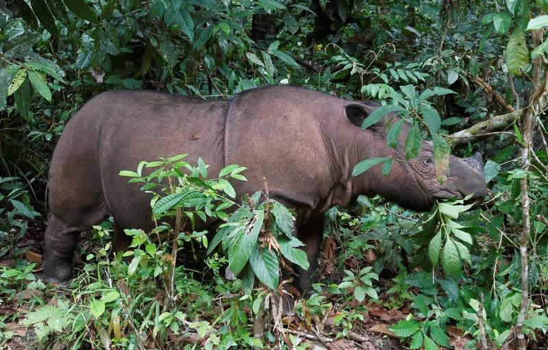 Tê giác Sumatra chính thức tuyệt chủng tại Malaysia