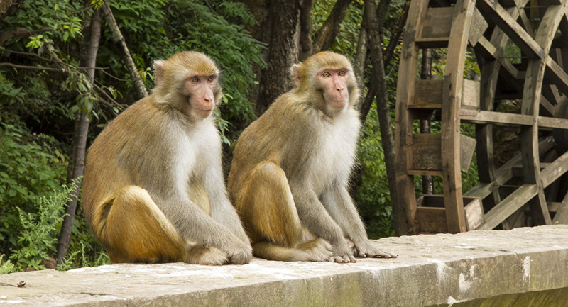 Ly kỳ chuyện Ấn Độ triệt sản loài khỉ bằng trí tuệ nhân tạo