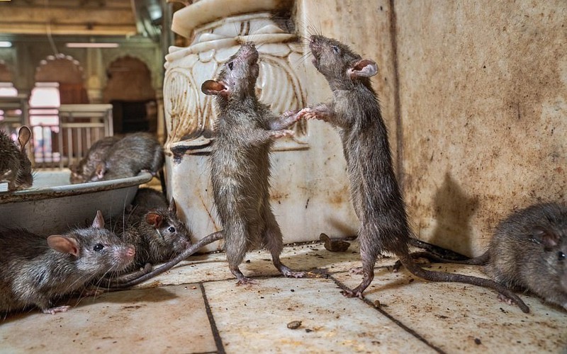 Kỳ thú ảnh chuột “khiêu vũ” tại ngôi đền Ấn Độ