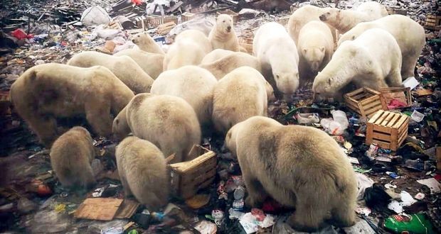 50 con gấu đói Bắc Cực "xâm chiếm", "đại náo" ngôi làng Nga