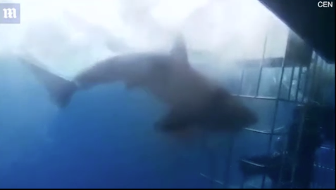 Thê thảm cảnh cá mập lao đầu vào lồng sắt đớp người