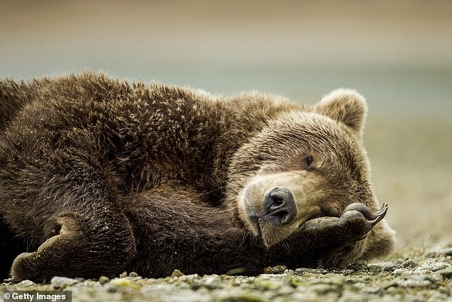 Liệu con người ngủ đông được như gấu, cần sẽ hồi sinh?