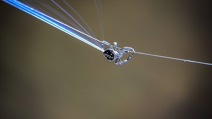 View - 	Siêu nhện bắn tơ dài ngang cây cầu dai gấp 10 lần áo chống đạn