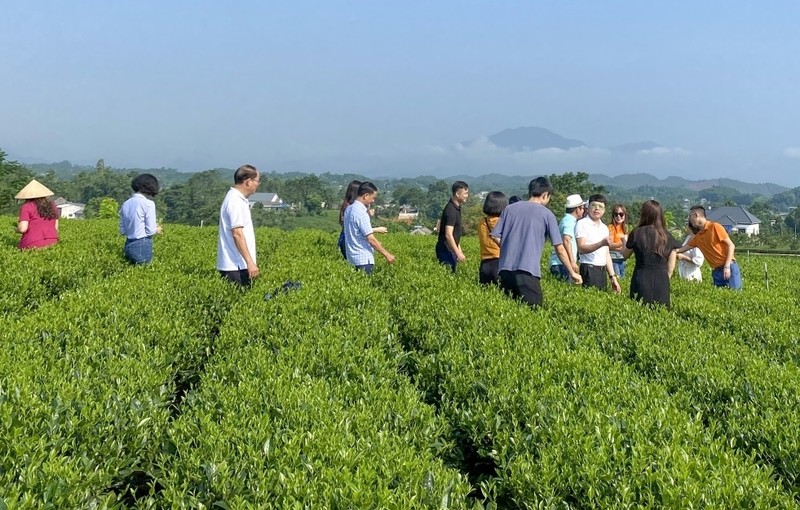 View - 	Vùng chè ở Thái Nguyên hấp dẫn khách du lịch