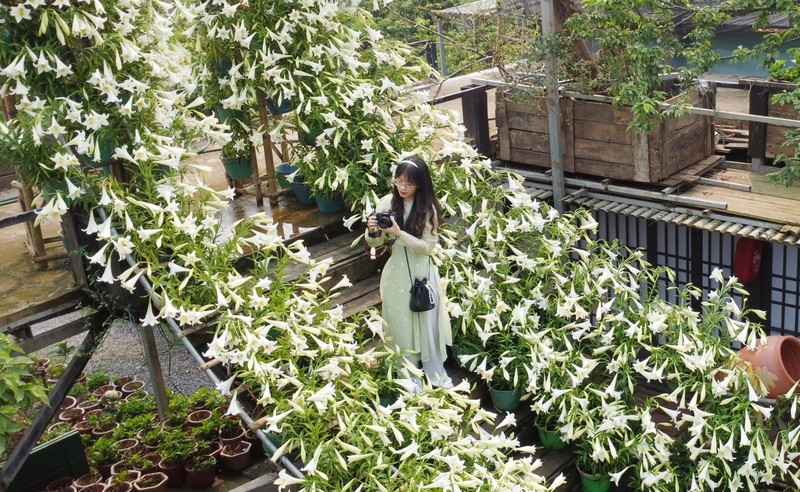 View - 	Địa điểm check-in với 5.000 bông hoa loa kèn trắng giữa Hà Nội