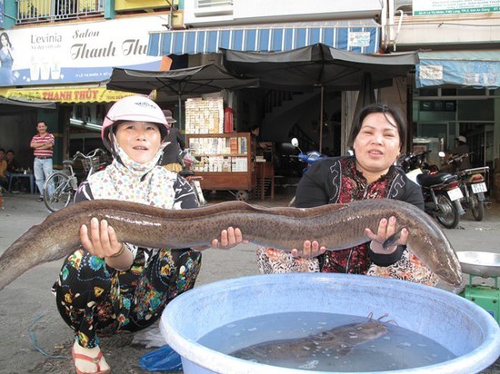 Soi loạt "quái ngư" khủng từng bị tóm gọn ở miền Tây - Hình 11 Soi loat