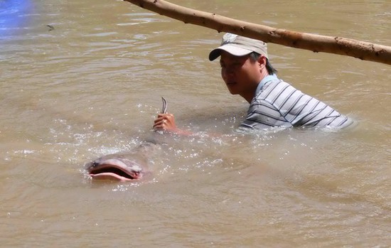 Soi loạt "quái ngư" khủng từng bị tóm gọn ở miền Tây - Hình 4 Soi loat
