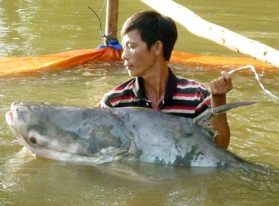 Soi loạt "quái ngư" khủng từng bị tóm gọn ở miền Tây - Hình 5 Soi loat